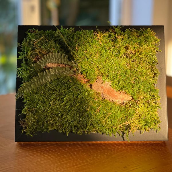 Framed Forest Vignette