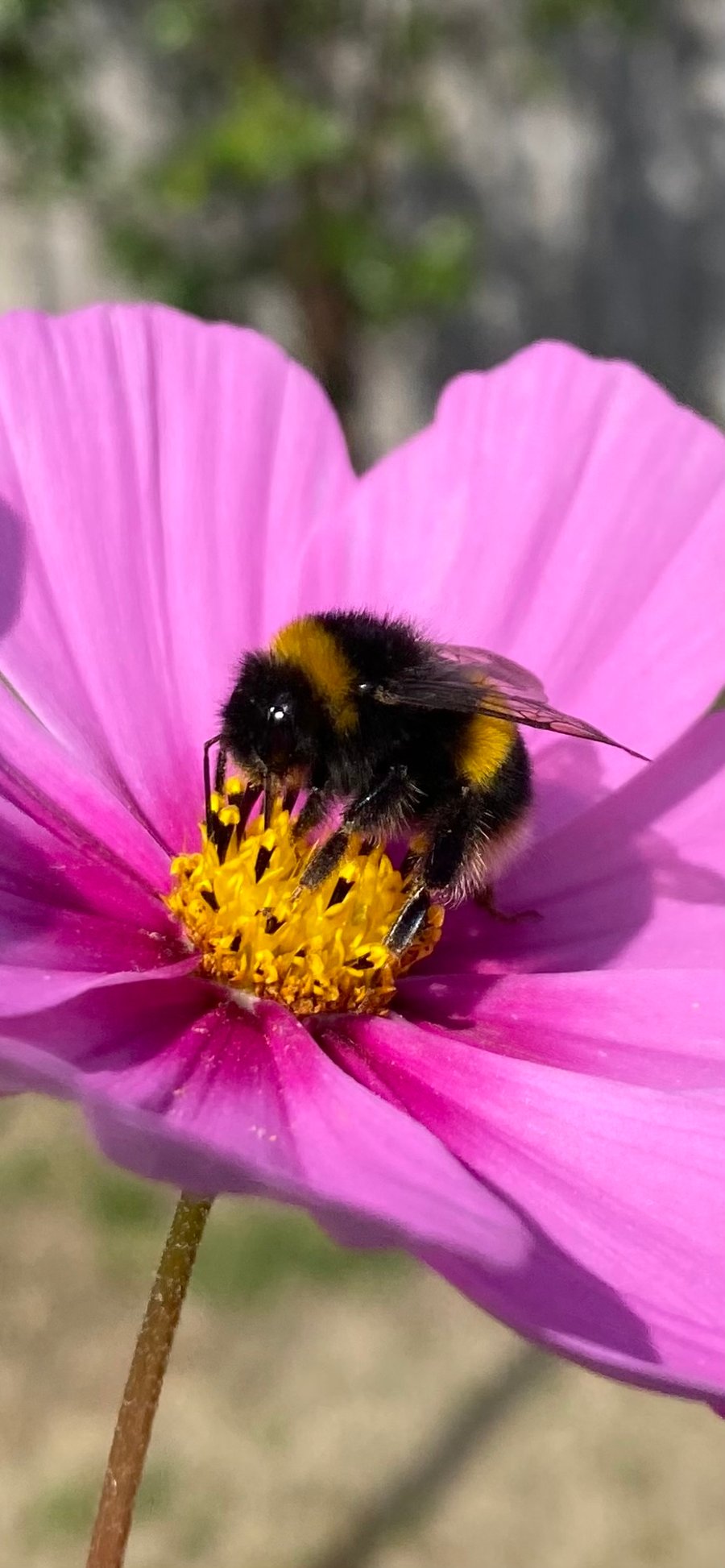 Fuzzybumble 