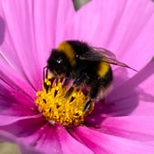 Fuzzybumble 