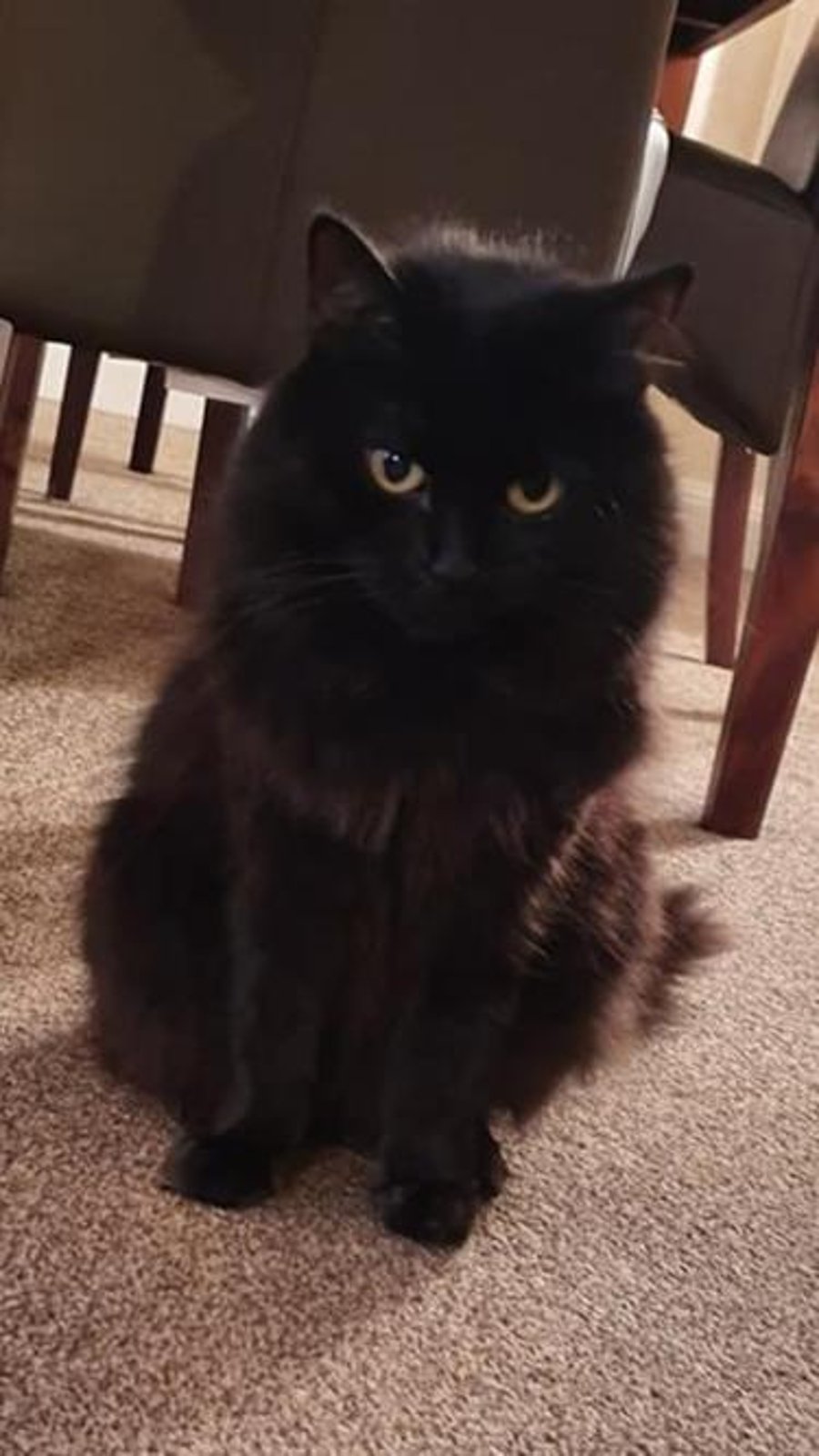 Custom Cat figure for Elaine. "Millie".