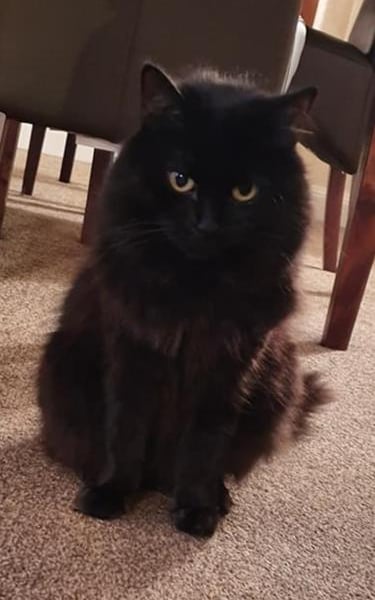 Custom Cat figure for Elaine. "Millie".