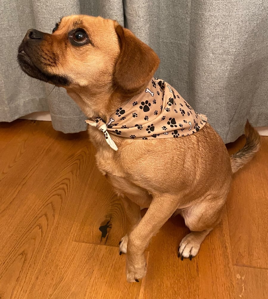 Bones and Paw prints dog bandana, reversible, neckerchief style
