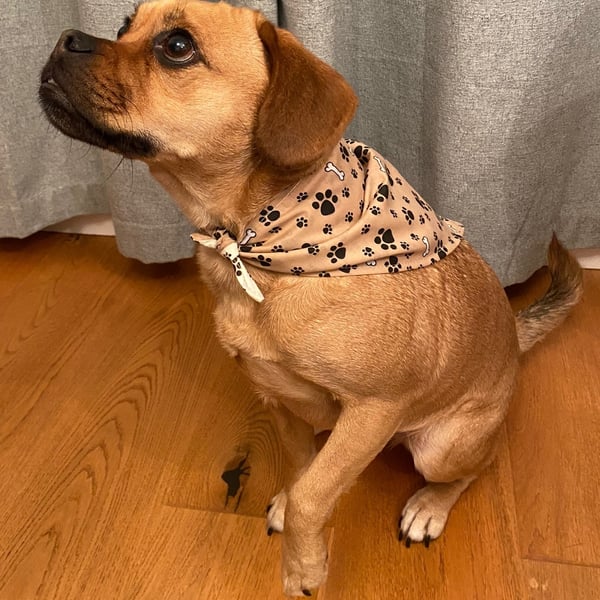 Bones and Paw prints dog bandana, reversible, neckerchief style