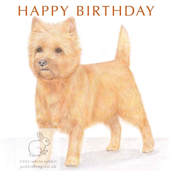 Paddy the Cairn Terrier - Birthday Card