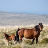 The Dartmoor Herbarium
