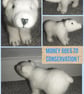 Needle felted polar bear 