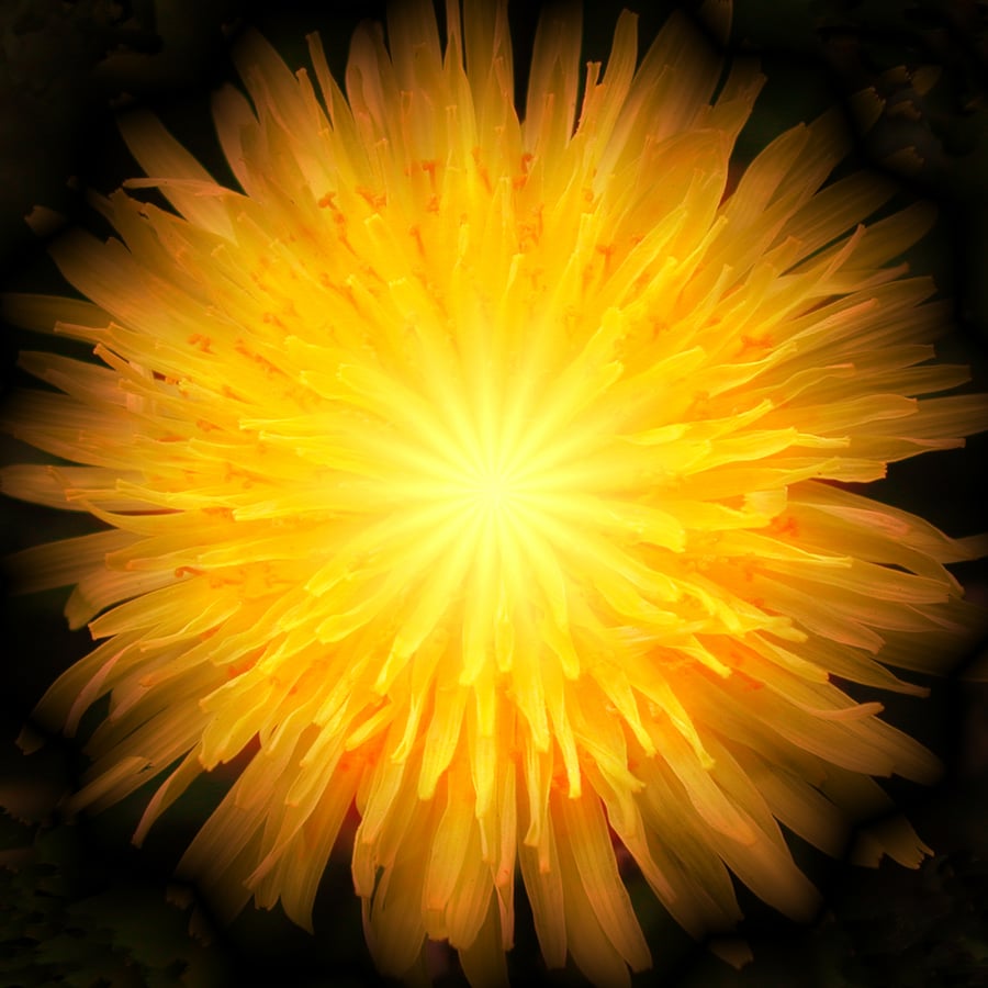 "Dandelion Fire" - A4 Archival Matte Giclee print