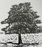 Singular monochrome print Eco friendly One of a Kind gifts Oak Tree - Image 5
