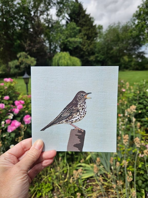 Song Thrush card, blank