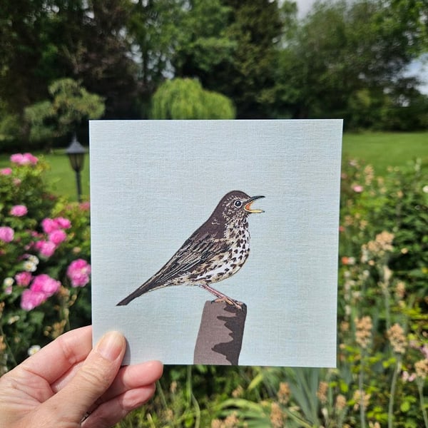Song Thrush card, blank