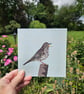 Song Thrush card, blank - Image 1