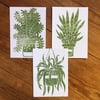 Three Lino Cut Print Green House Plants 