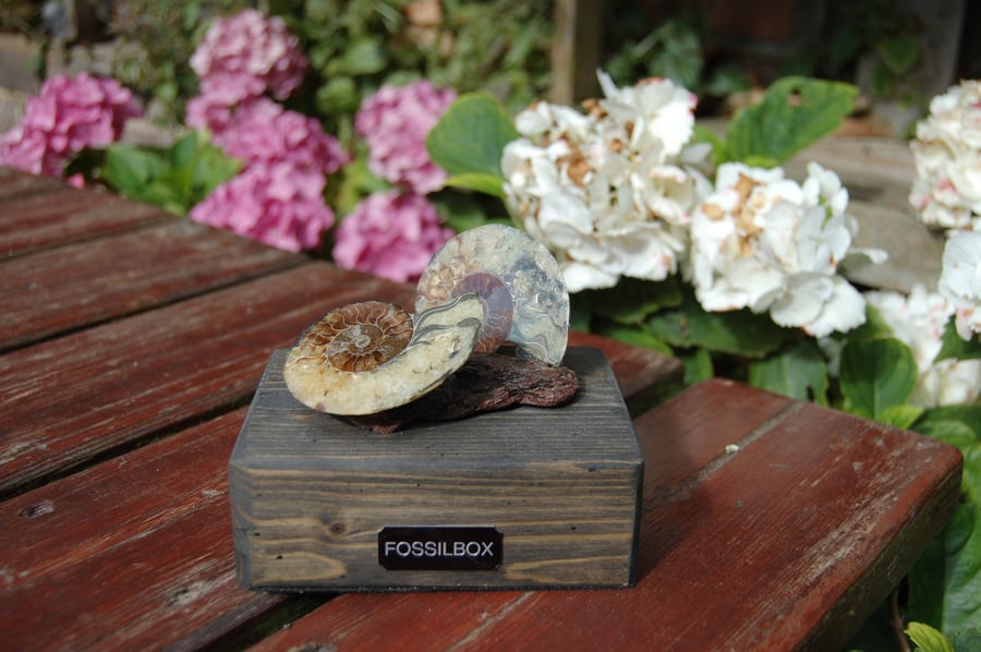 Polished Ammonites on Sussex drift wood