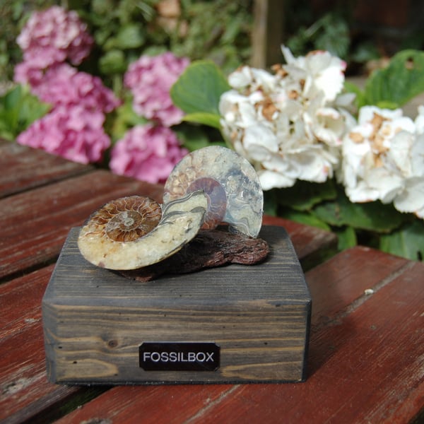 Polished Ammonites on Sussex drift wood