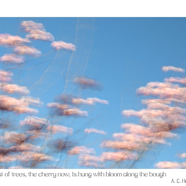 Impressionist Cherry Blossom Photography Print With A.E. Housman Quote