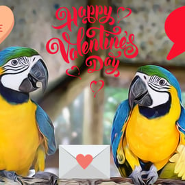 Blue & Gold Macaw Valentine's Day Card