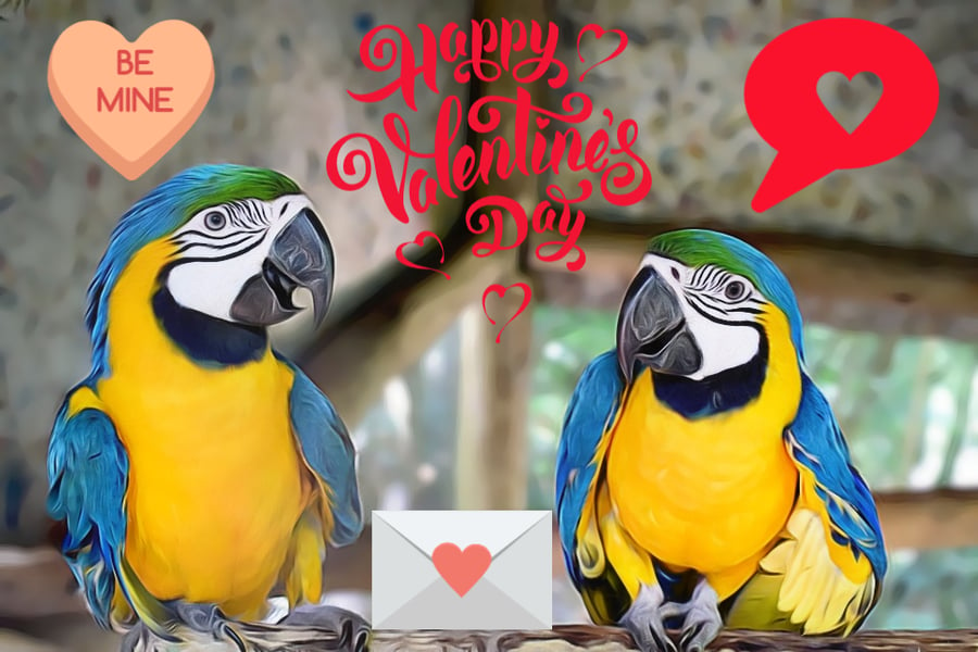 Blue & Gold Macaw Valentine's Day Card