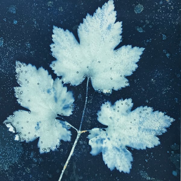 Bisman - Japanese Anemone, a dark and moody Cyanotype Art piece