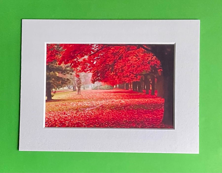 Autumn at Clumber Park Notts - Photograph with White Mount and Backing Board