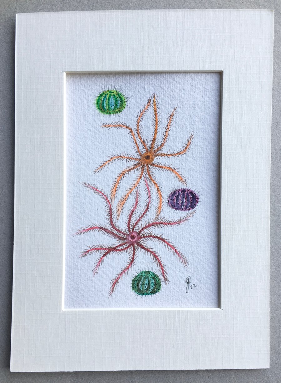 Featherstars and Urchins original artwork 