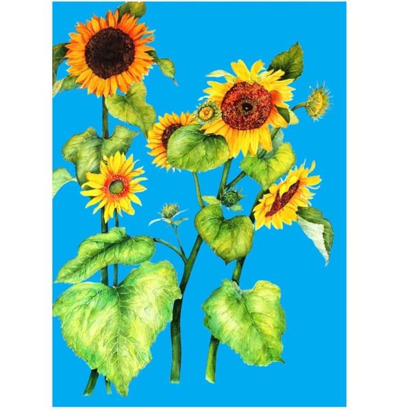 Sunflower Limited Edition Print of Original Watercolour. Yellow Flowers. 