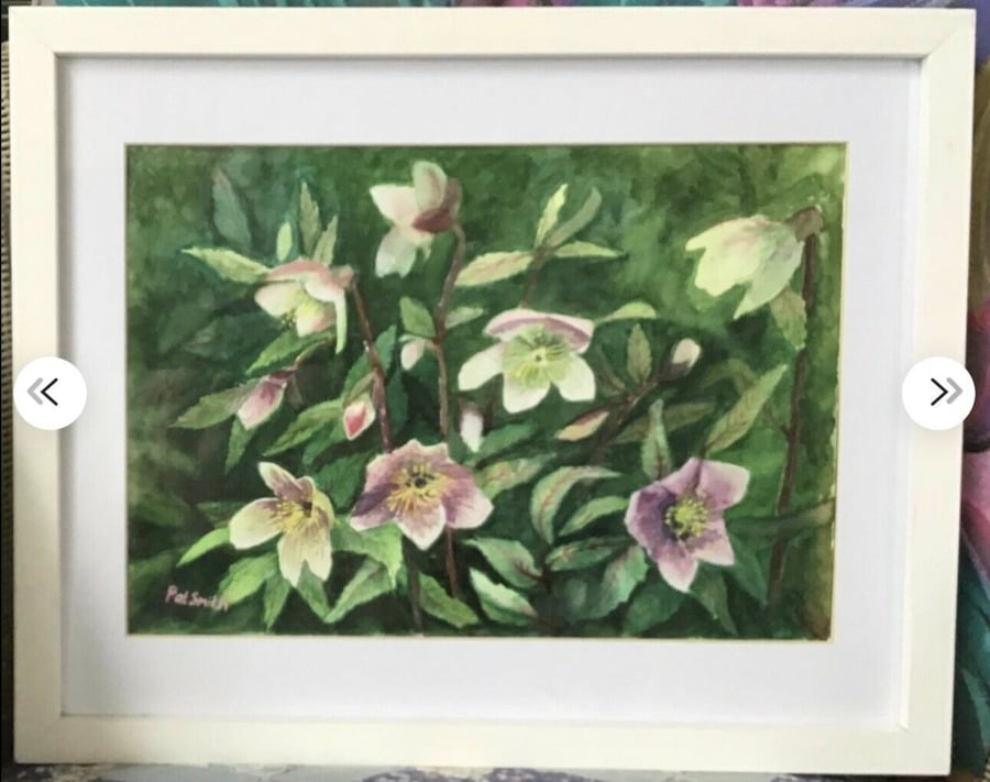 Original Watercolour by Pat Smith, Hellibores, 12” x 15” 
