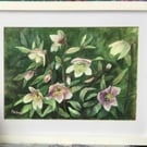 Original Watercolour by Pat Smith, Hellibores, 12” x 15” 