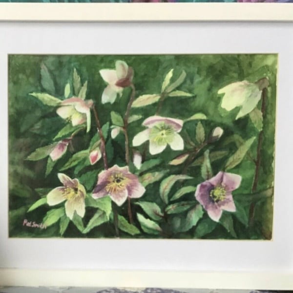 Original Watercolour by Pat Smith, Hellibores, 12” x 15” 