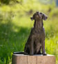 Sitting Puggle Dog Statue Large Bronze Resin Sculpture - Image 9