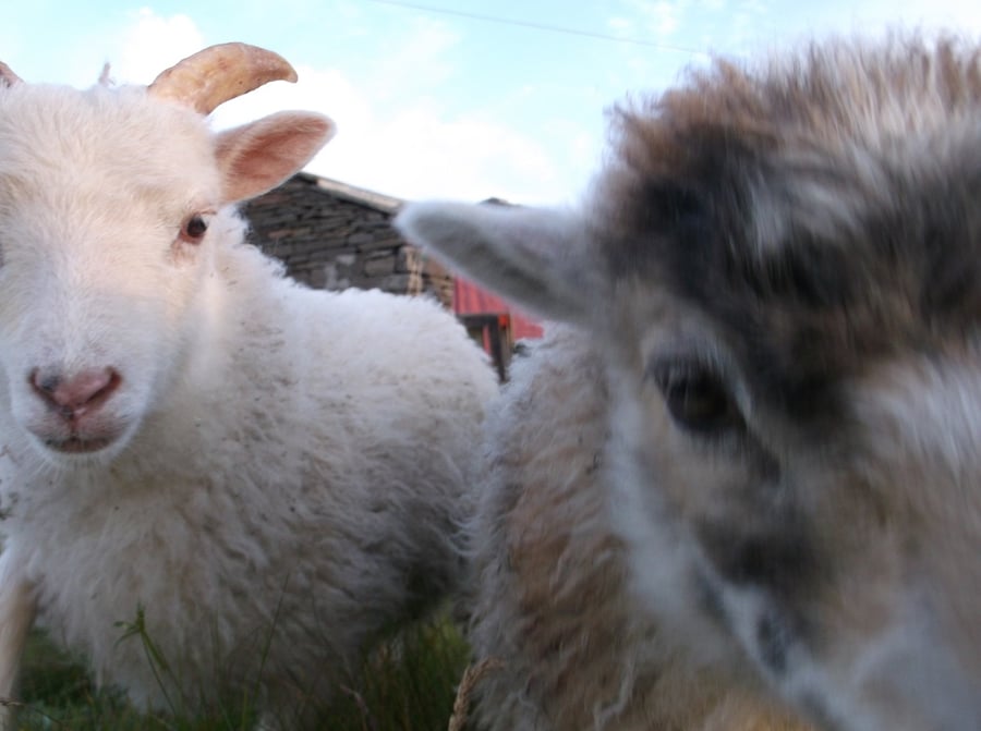 Woolly Wally