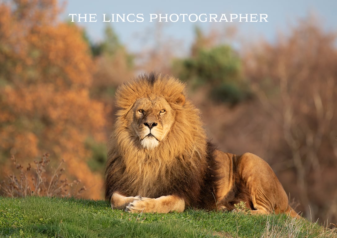 Male Lion print (Limited edition of 10)