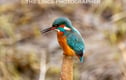 Kingfishers