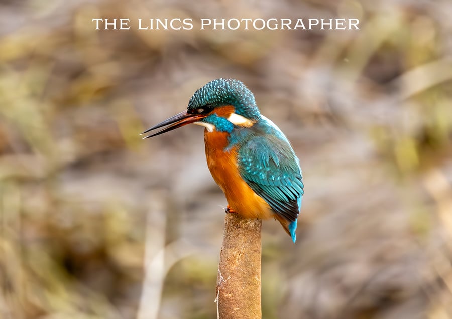 Kingfisher print (Limited edition of 10)