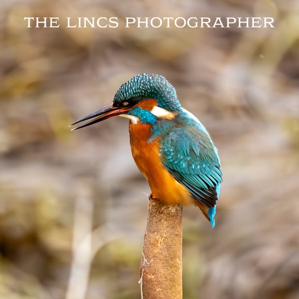 Kingfisher print (Limited edition of 10)