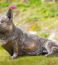 Foundry Bronze Sitting Corgi Statue Large Bronze Garden Sculpture - Image 2