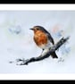 A Robin, Original Watercolour Painting. - Image 2