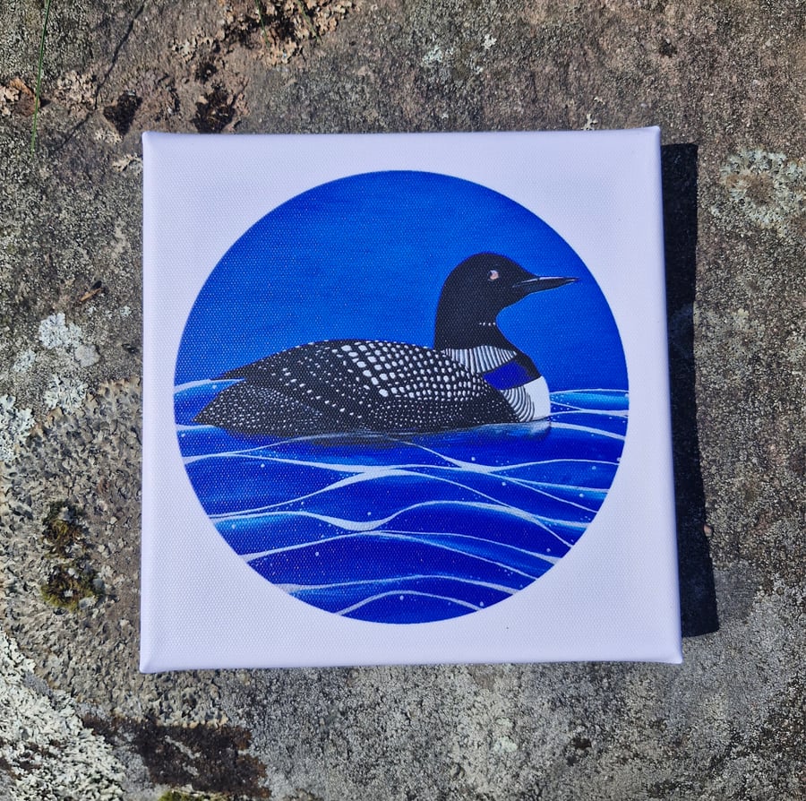 Great Northern Diver Canvas Print 