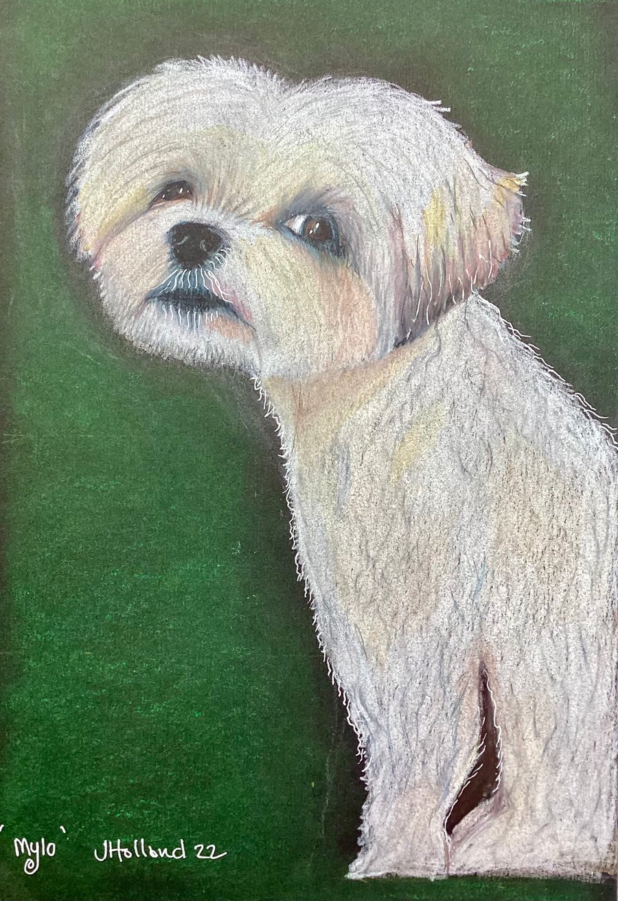 Maltese dog fine art print 