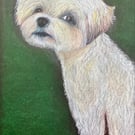 Giving me the eye ‘ maltese dog fine art print by Jules Holland 