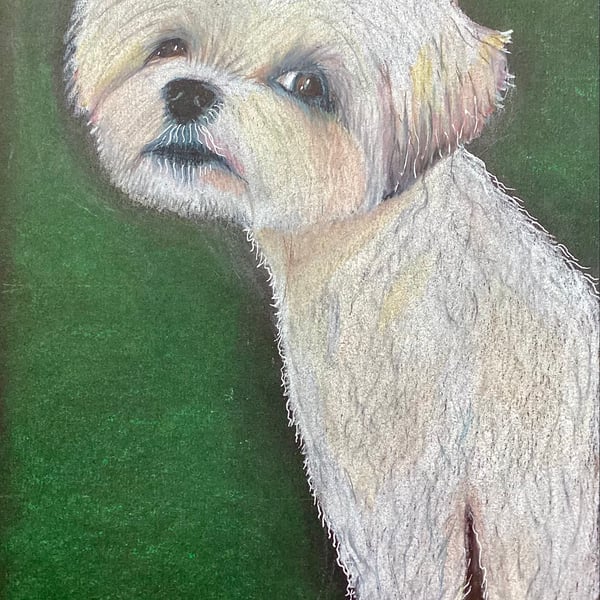 Giving me the eye ‘ maltese dog fine art print by Jules Holland 