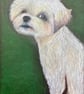 Giving me the eye ‘ maltese dog original art print by Jules Holland 