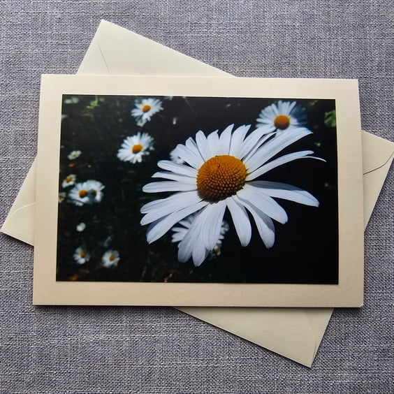 Oxeye Daisies Large Photographic Blank Card Size 7" x 5"