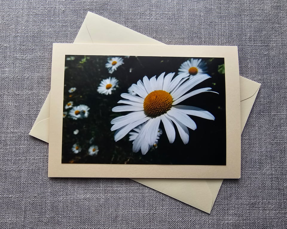 Oxeye Daisies Large Photographic Blank Card Size 7" x 5"