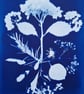 Cyanotype Botanical Print No. 7 - Image 5