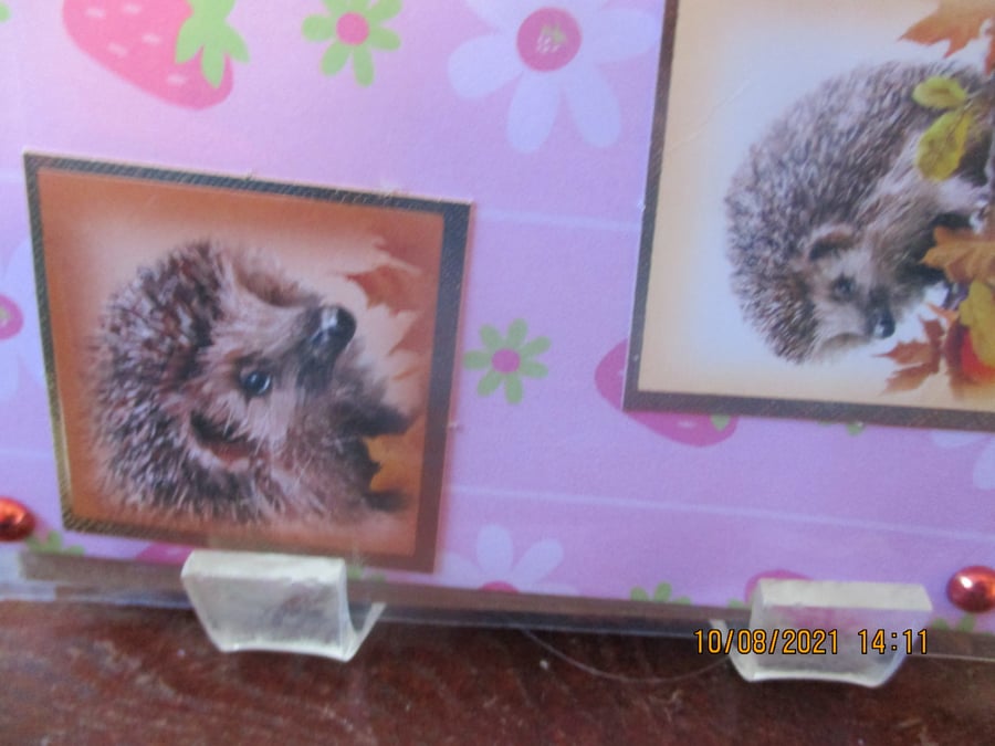 Hedgehogs Card
