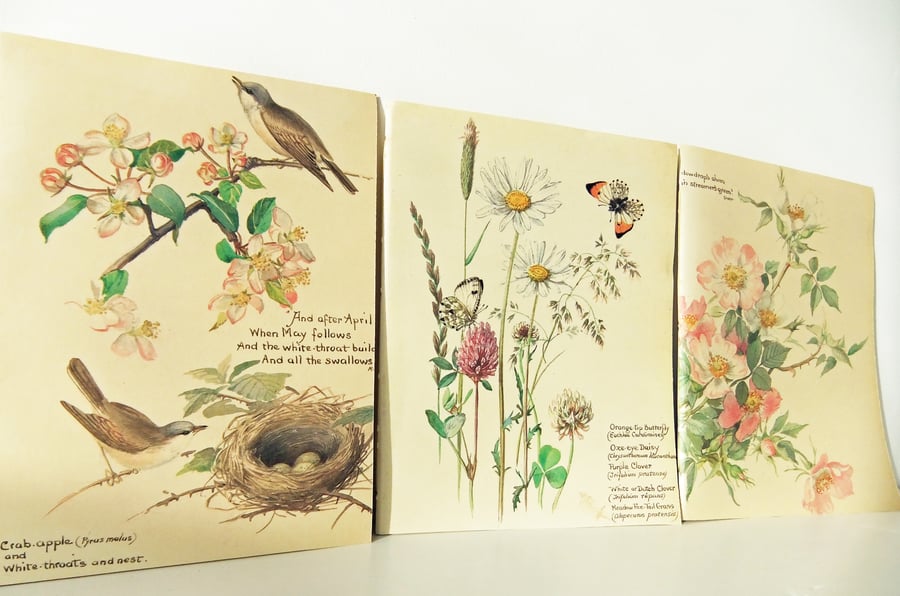 Set of 3 upcycled notebooks made from  Country Diary of an Edwardian Lady