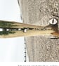 The Croc: A4 photo or A3 poster, unframed. - Image 2
