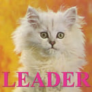 Leader Cat