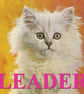 Leader Cat