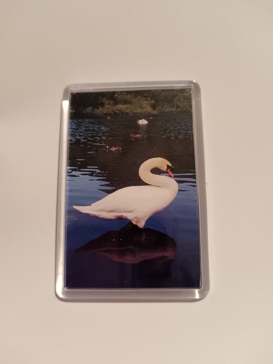 Majestic Swan Reflection Photography Fridge Magnet 